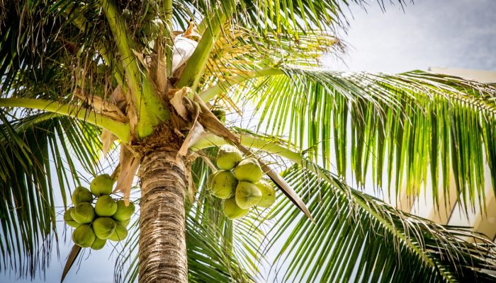 Pria di Bogor Tewas di Atas Pohon Kelapa 15 Meter 