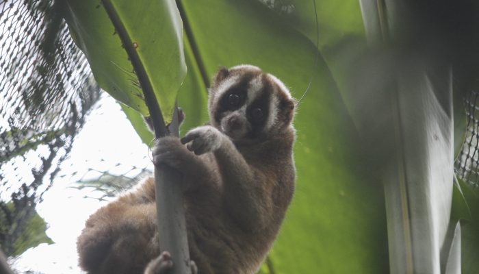 10 Kukang Jawa Dilepasliarkan di Taman Nasional Gunung Halimun Salak