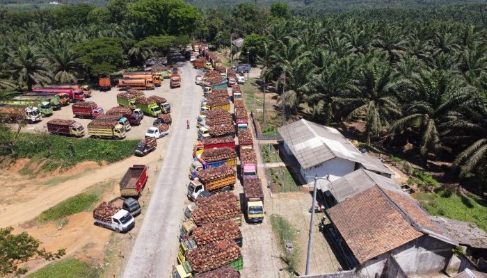 Dampak Kerusakan Pabrik Swasta, PTPN IV Berupaya Atasi Antrian TBS di Banten dan Jawa Barat