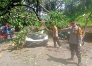 Pohon Tumbang di Jalan Ciawi-Sukabumi, Lima Orang Luka 