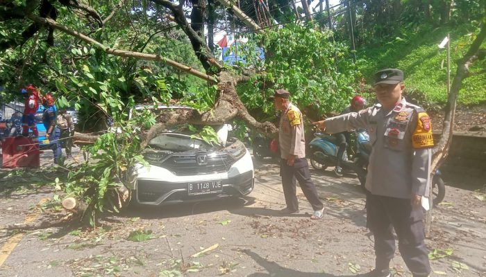 Pohon Tumbang di Jalan Ciawi-Sukabumi, Lima Orang Luka 