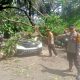 Pohon Tumbang di Jalan Ciawi-Sukabumi, Lima Orang Luka