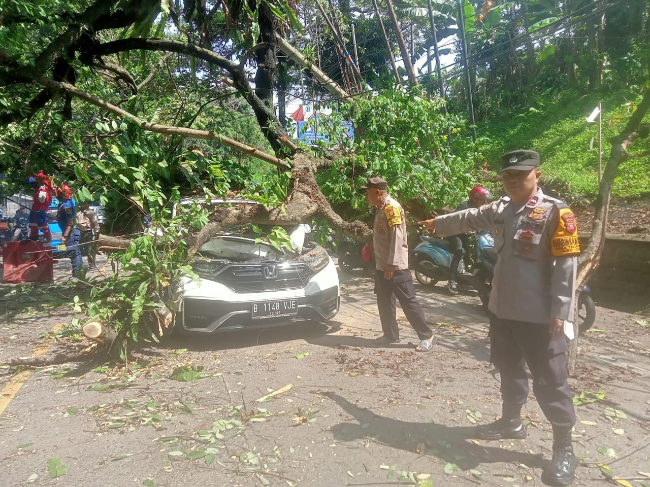 Pohon Tumbang di Jalan Ciawi-Sukabumi, Lima Orang Luka