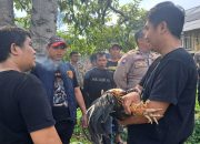 Polsek Ciwidey Gerebek Perjudian Sabung Ayam