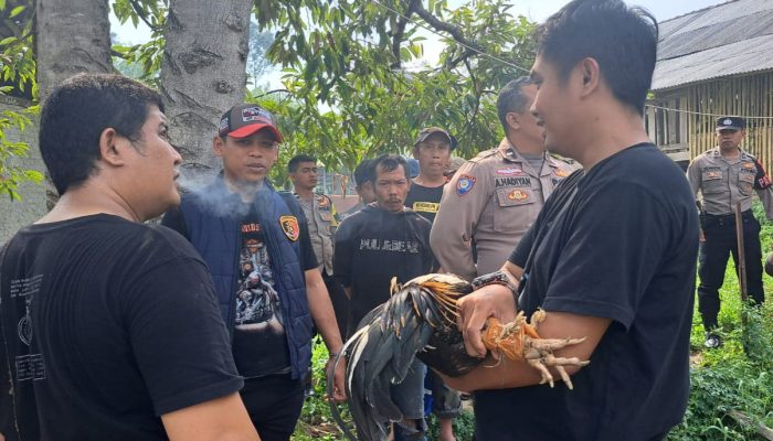 Polsek Ciwidey Gerebek Perjudian Sabung Ayam