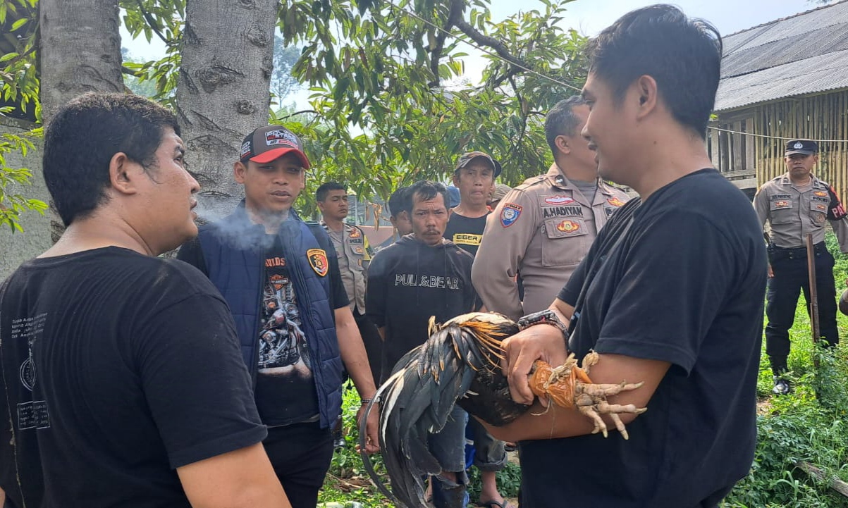 Polsek Ciwidey Gerebek Perjudian Sabung Ayam