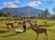 Kampung Rai Ranca Upas Bandung: Surga Tersembunyi di Tanah Priangan