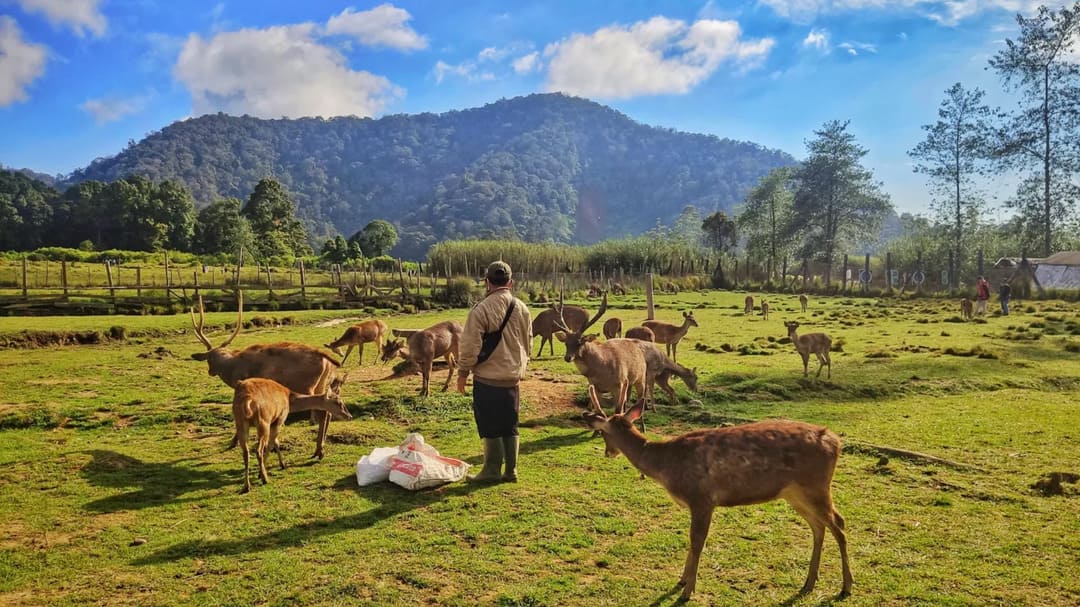 Kampung Rai Ranca Upas Bandung: Surga Tersembunyi di Tanah Priangan