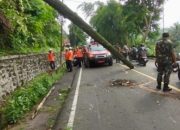 Pohon Tumbang di Jalan Bandung-Sumedang, Seorang Anak Tewas 