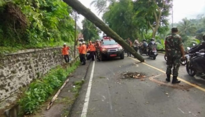 Pohon Tumbang di Jalan Bandung-Sumedang, Seorang Anak Tewas 