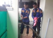 Ular Sanca 3 Meter Gegerkan Warga Ciomas Bogor 