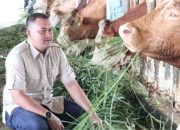 Pj Gubernur Jabar Sebut Peningkatan Kasus PMK Terjadi di 14 Kota Kabupaten, 53 Ternak Mati