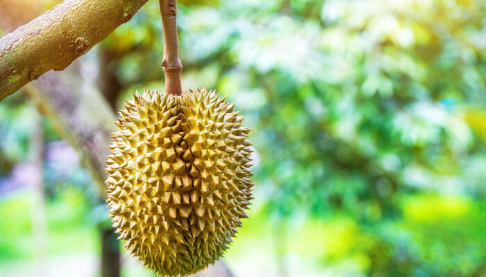 Viral KUA Simangumban Tawarkan Nikah Gratis Bonus Durian