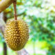 Viral KUA Simangumban Tawarkan Nikah Gratis Bonus Durian