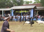Damas Kabupaten Bandung Bedah Tradisi Seni Ketangkasan Domba Garut di Arjasari 