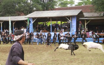 Damas Kabupaten Bandung Bedah Tradisi Seni Ketangkasan Domba Garut di Arjasari 