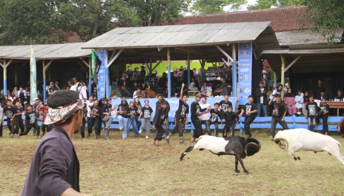 Damas Kabupaten Bandung Bedah Tradisi Seni Ketangkasan Domba Garut di Arjasari 