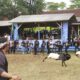 Damas Kabupaten Bandung Bedah Tradisi Seni Ketangkasan Domba Garut di Arjasari 